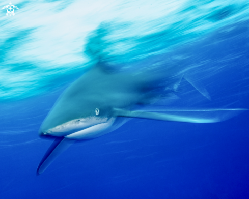 A Carcharhinus longimanus | Oceanic White Tip 