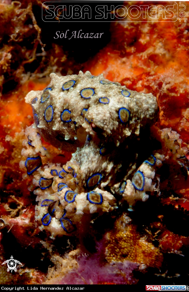 A blue ringed octopus