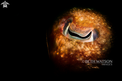 A Sepiida | Cuttlefish Eye