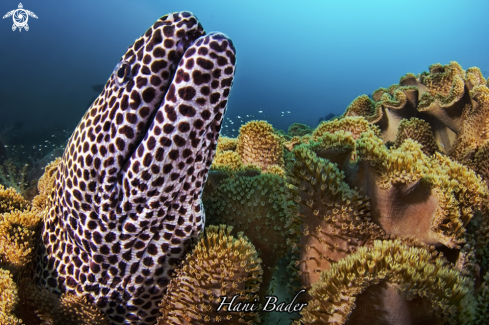 A Honeycomb moray eel 