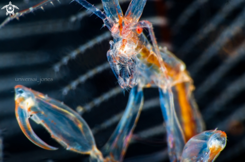 A Caprella sp | Skeleton Shrimp