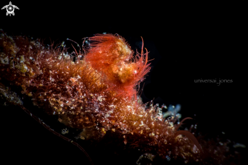 A Hairy Shrimp (red)