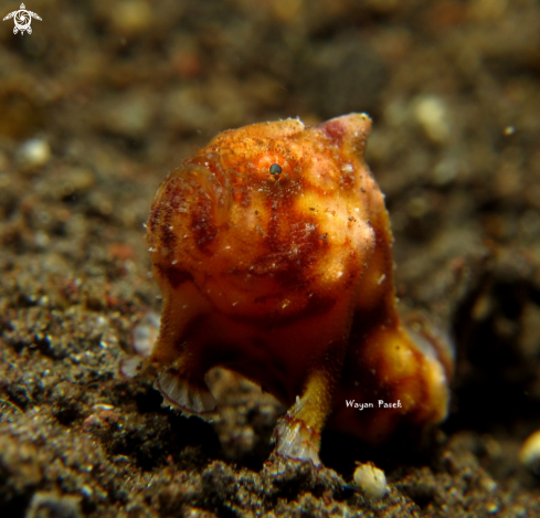 A Antennatus Tuberosus | Frogfish