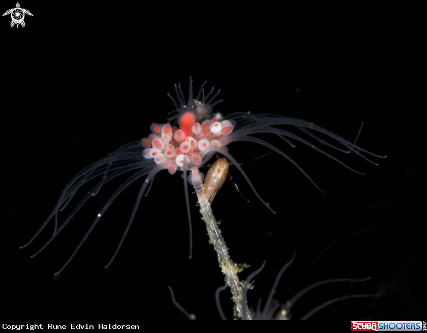 A Hydroid