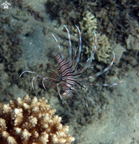 A Pterois russelli | Firefish