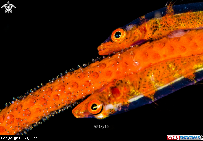 A Goby with eggs