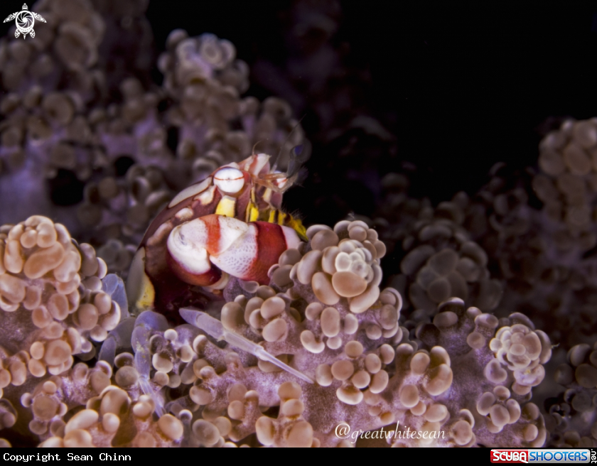 A Red and white harlequin crab