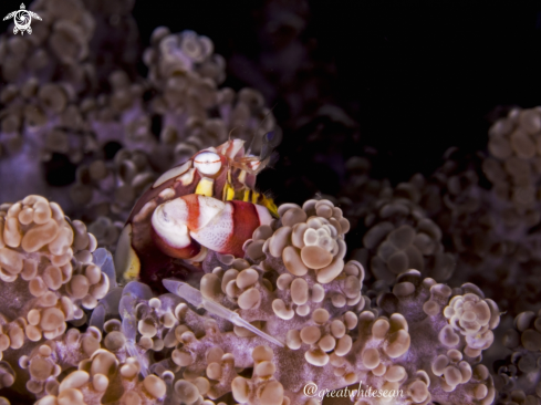 A Lissocarcinus laevis | Red and white harlequin crab