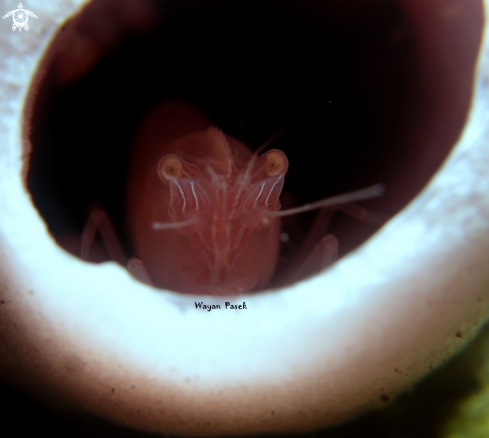 A Eusocial Shrimp(Synalpheus Regalis) | Sponge Shrimp