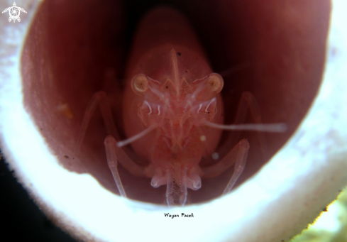 A Eusocial Shrimp(Synalpheus Regalis) | Sponge Shrimp
