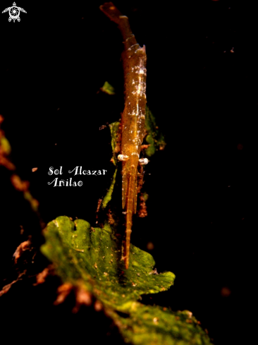 A Tozeuma | sawblade shrimp