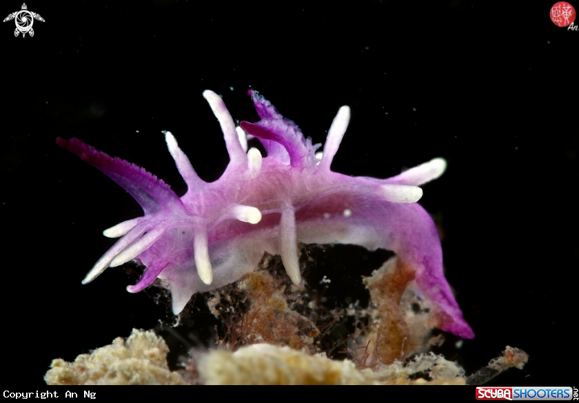 A Purple Okenia nudibranch