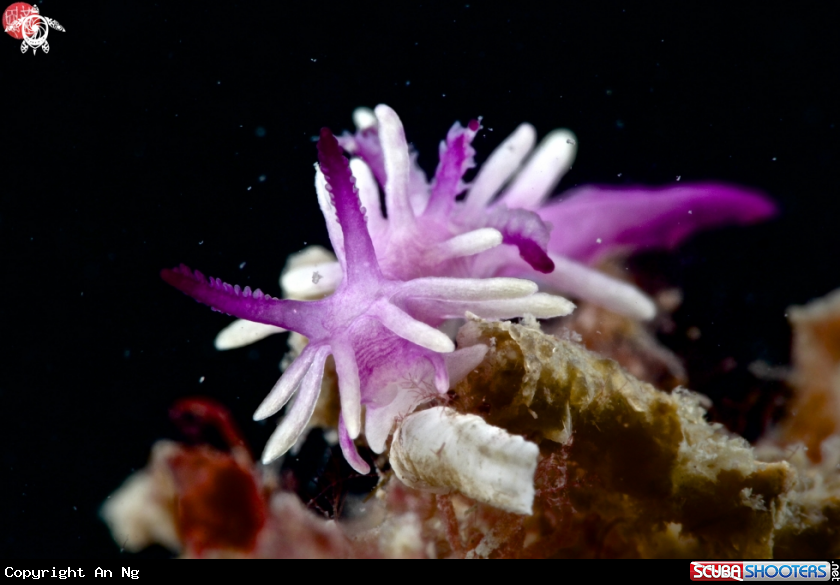 A Purple Okenia nudibranch