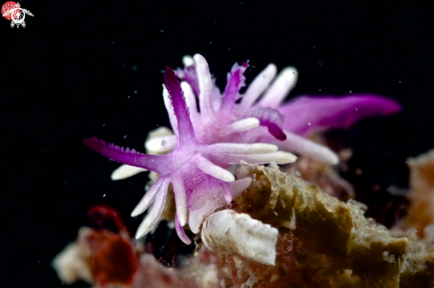 A Okenia purpurata | Purple Okenia nudibranch