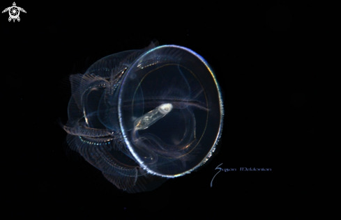 A Tornaria larva of a hemichordata worm | Acorn Worm larva