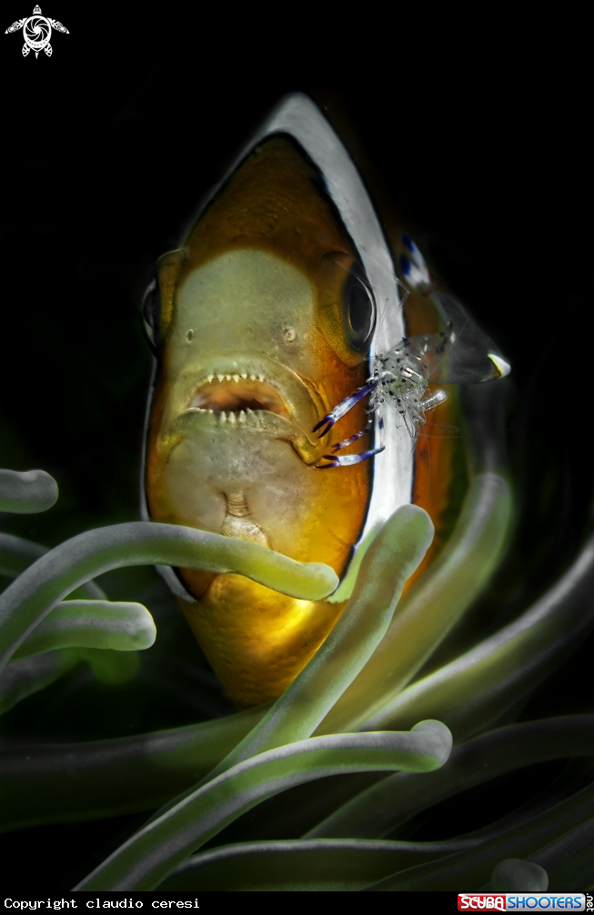 A clownfish & shrimp