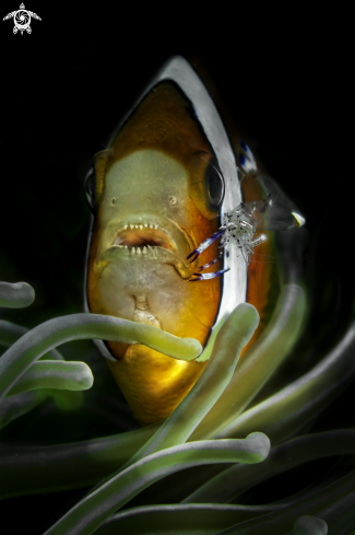 A Amphiprion frenatus | clownfish & shrimp