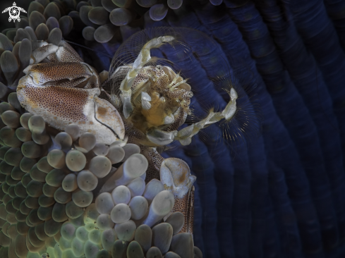 A Neopetrolisthes maculatus | porcellain crab