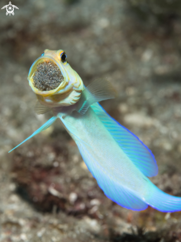 A Opistognathus aurifrons | Yellowed Jawfish - male mouth brooding