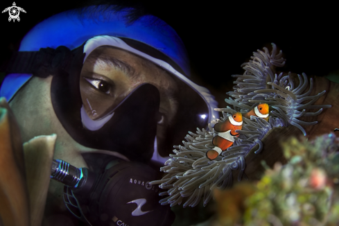 A Amphiprion ocellaris | clownfish & Aris