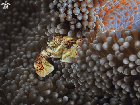 A Neopetrolisthes maculatus | Porcellain crab over golden anemone 