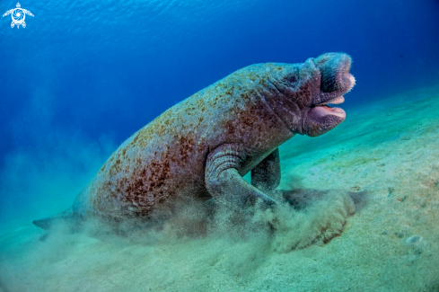 A West Indian Manatee 