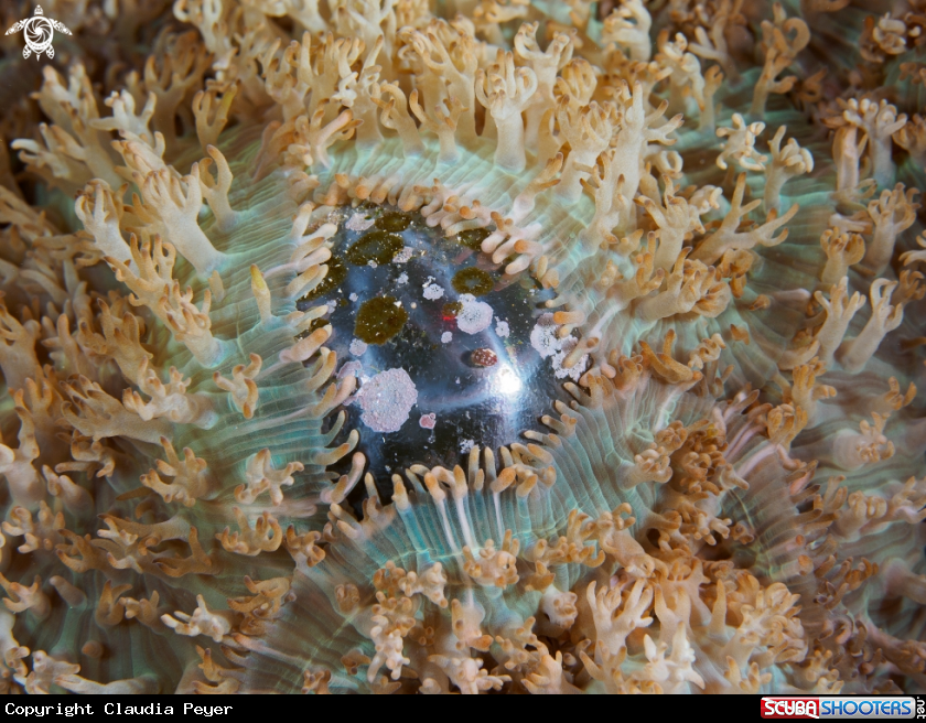A sailors eyeball covered with anemonies