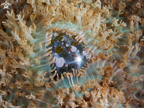 A sailors eyeball covered with anemonies