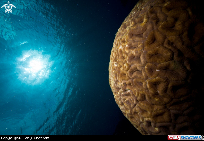 A Brain Coral and Sunball