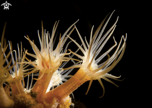 A PARAZOANTHUS AXINELLAE | SEA FLOWER
