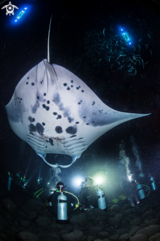 A Manta Ray Night Dive