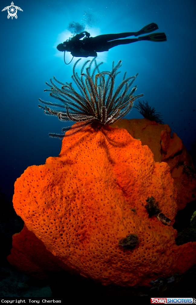 A Orange Sponge with Crinoid 