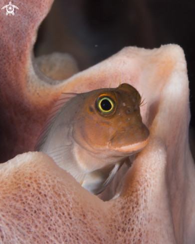 A Gobiidae | GOBY