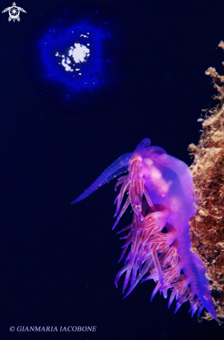 A Flabellina Affinis | Nudibranch