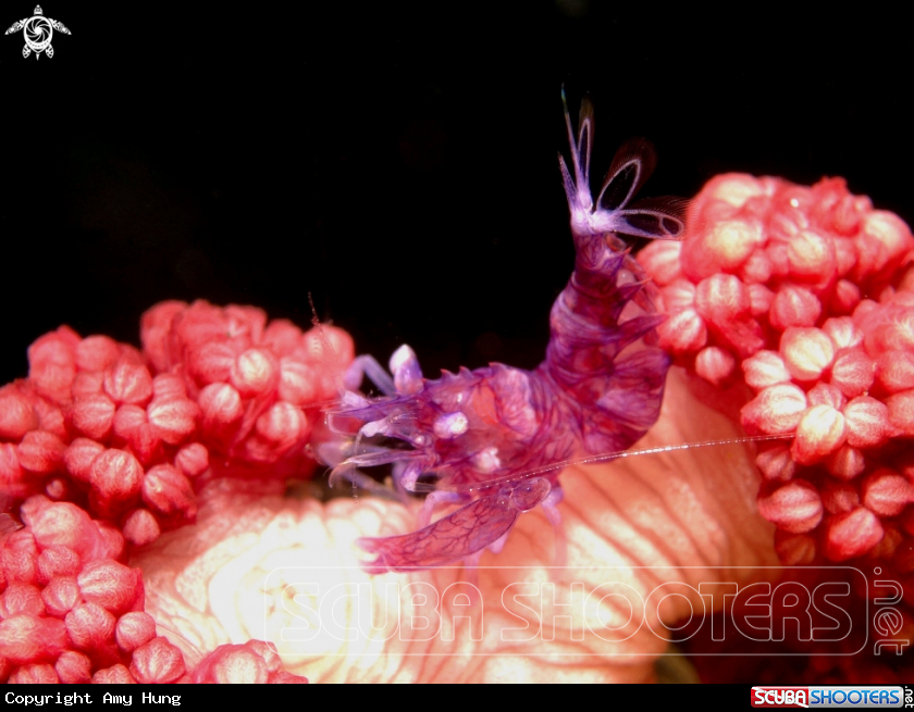A Horned Sea Pen Shrimp