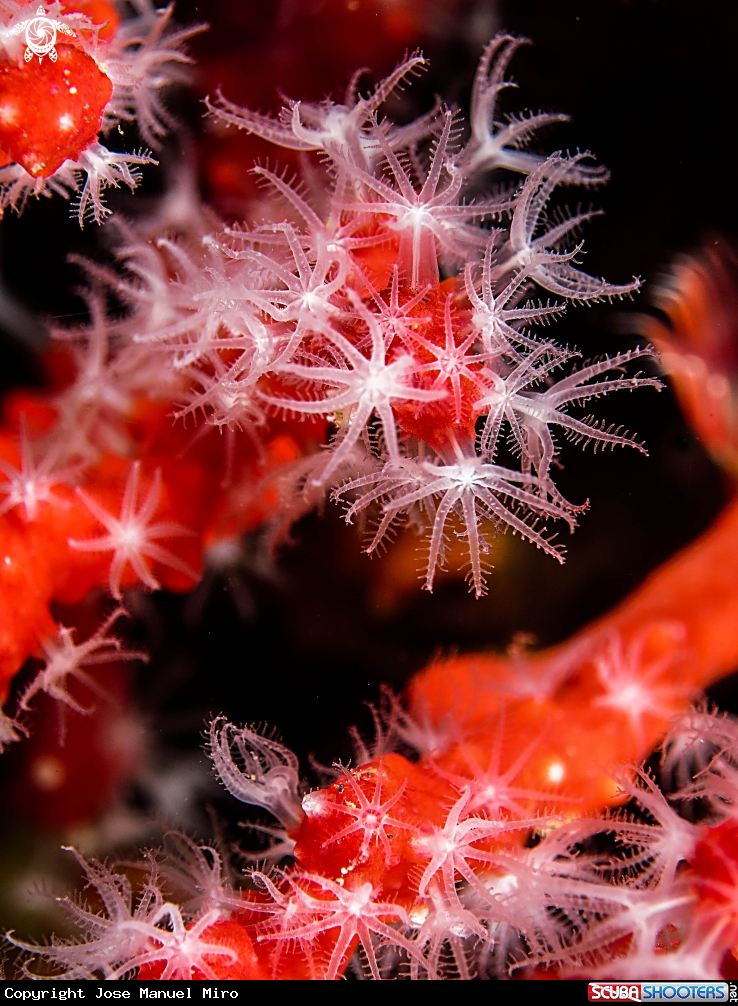 A corallum rubrum