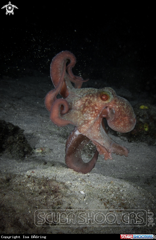 A Caribbean reef octopus