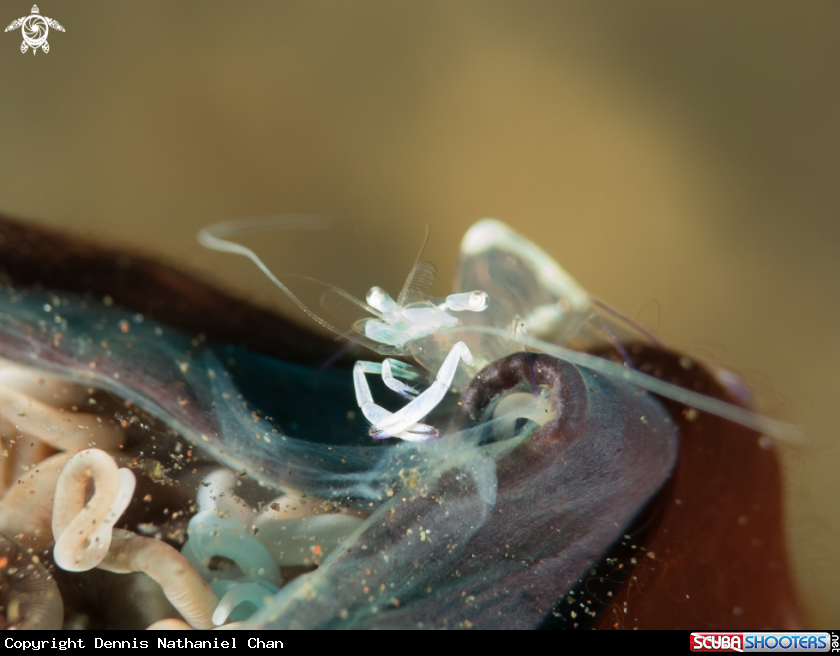 A Transparent Commensal Shrimp