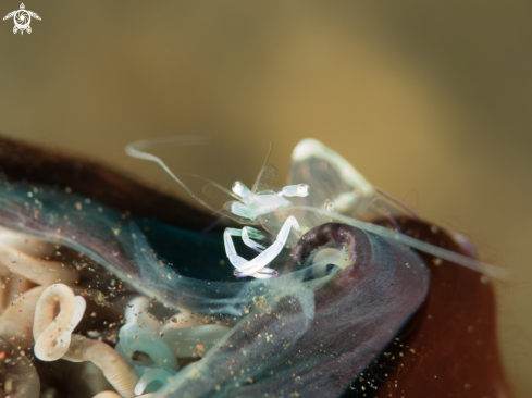 A Transparent Commensal Shrimp