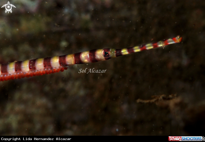 A  banded pipefish or ringed pipefish 
