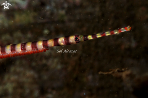 A  (Dunckerocampus dactyliophorus) i |  banded pipefish or ringed pipefish 