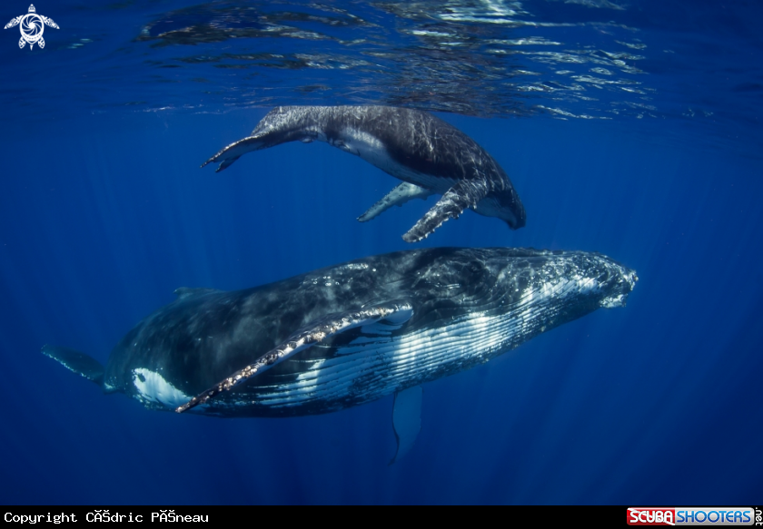 A Humpback whales