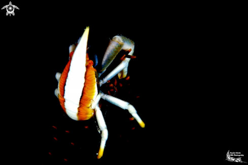 A Sea-star crab
