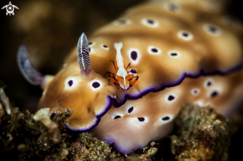 A Nudibranch with Emperor shrimp