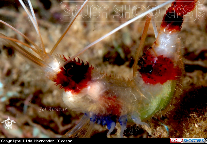 A banded cleaner shrimp with eggs