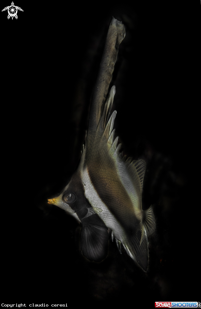 A (Pennant Bannerfish)
