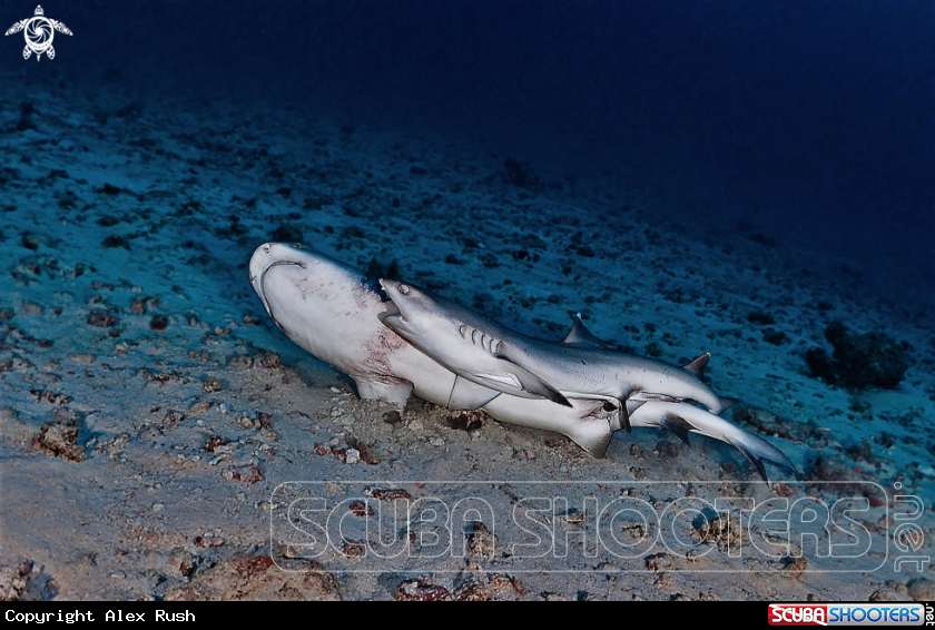 A White tip sharks