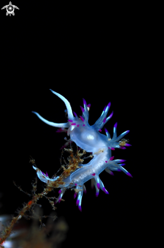 A Nudibranch flabellina