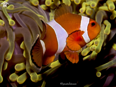 A Amphiprion ocellaris | Clownfish 