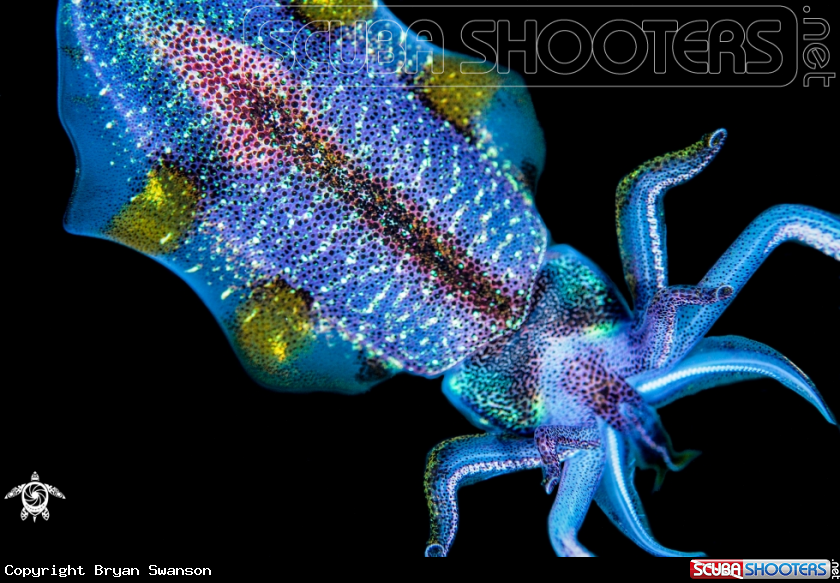 A Caribbean Reef Squid